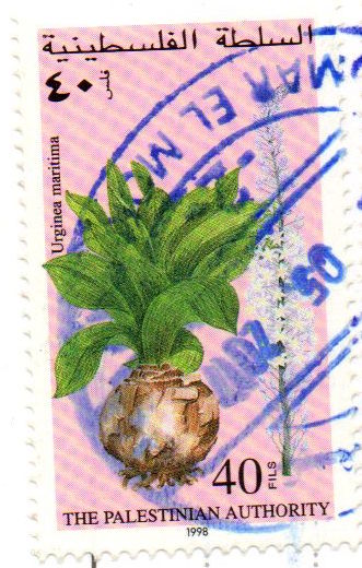 Gaza stamps - urginea